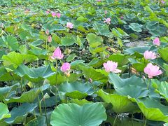 -滆湖低碳生态公园