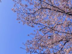 -顾村公园
