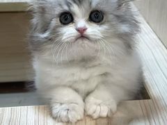 -爪爪喵星球·猫舍(卓悦中心店)