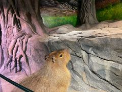 -正佳雨林生态植物园