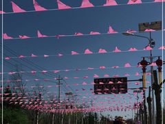 -莱阳濯村樱花园