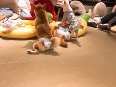 黄焖鸡-逗柴咖啡屋·狗咖猫咖宠物桌游