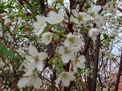 iphone_upload_pic-天适樱花悠乐园