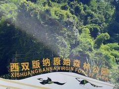 -西双版纳原始森林公园