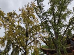 -上海东林寺(金山区)