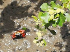 -北海金海湾红树林生态旅游区