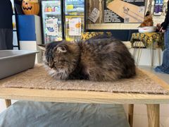 -平行世界·猫咖(首经贸店)
