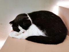 -猫儿山۰猫主题餐厅