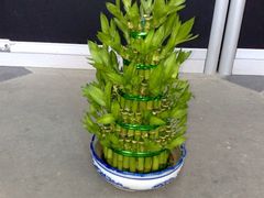 -静岸花卉园艺(三星坊店)