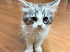 -楼上猫咖(罗湖店)