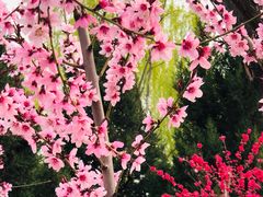 -永定河休闲森林公园