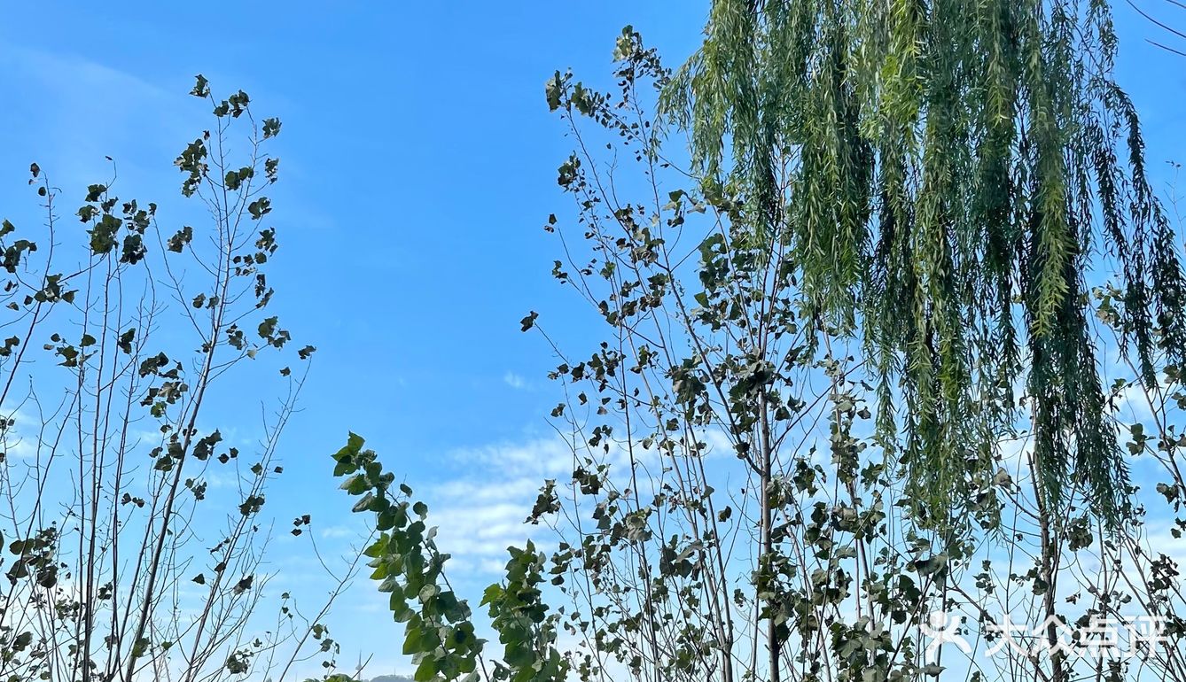 在杜甫江阁旁赏景🏞喝茶🍵吹着湖风好惬意~