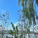 在杜甫江阁旁赏景🏞喝茶🍵吹着湖风好惬意~