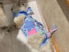 -宠爱国际动物医院· 猫科· 外科·中兽医(长白店)