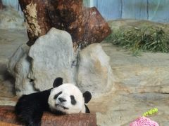 -海南热带野生动植物园
