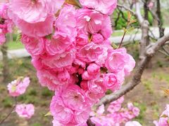 -海棠花溪(元大都城垣遗址公园)