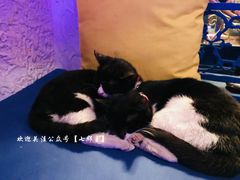 -Sirena海妖日咖夜酒