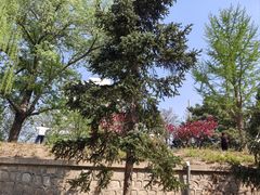 -元大都城垣遗址公园