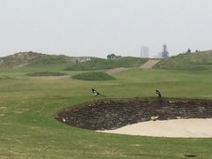 -金鸡湖高尔夫会员专属俱乐部