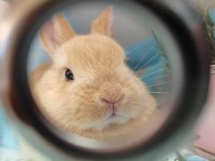 -爱侣宠医·鹦鹉专科·小型哺乳类·异宠专科(灵石路店)