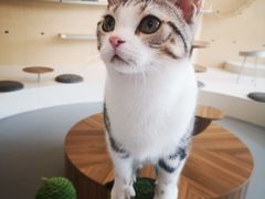 -飞行喵MR PILOT|猫舍·猫咖(静安大融城店)