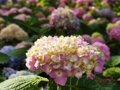 -上海吴淞炮台湾国家湿地公园