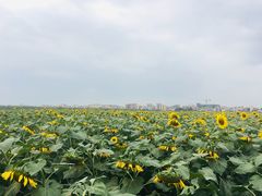 -十四涌水产中心