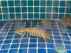 -威海渔村(黄兴路店)