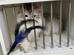 -十月米努特矮脚猫舍
