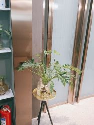 -苗方清颜·祛痘皮肤管理