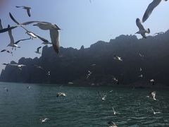 -长岛万鸟岛
