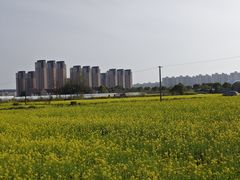 -龙大花卉苗木市场