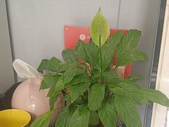 -田凤波推拿.按摩养生(幸福店)