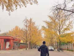 -三里屯东五街银杏大道