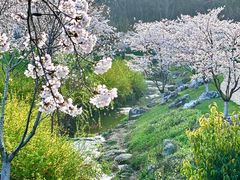 -羊山湖公园