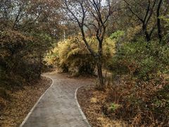 -青龙山国家森林公园