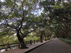 -大湾区中央湿地公园