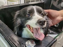 -Goku PET SHOP宠物视觉生活馆(双井店)