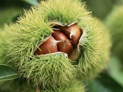 -塞罕坝国家级自然保护区