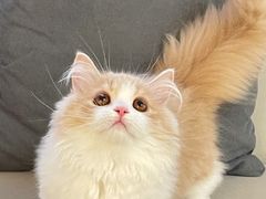 -lincat·猫舍(广州店)