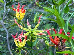 -中国科学院西双版纳热带植物园