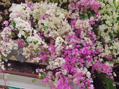 -深圳国际园林花卉博览园