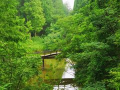 -黄海国家森林公园