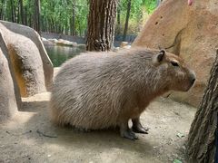 -北京野生动物园