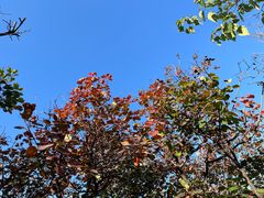 -香山公园