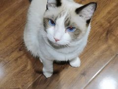 -绒爪撸猫下午茶·猫咖