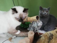 -猫亿天猫咖