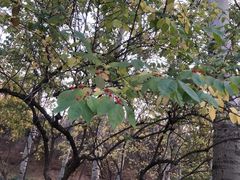 -元大都城垣遗址公园