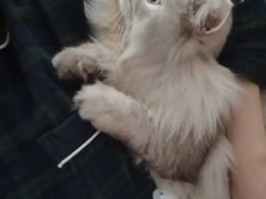 -贝利宠物医院·骨科·眼科·肿瘤转诊中心(南坪诊疗中心)