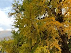 -少林寺欢喜地素斋馆